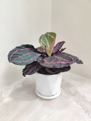 Charming Calathea Dottie - Ideal Corporate Gift