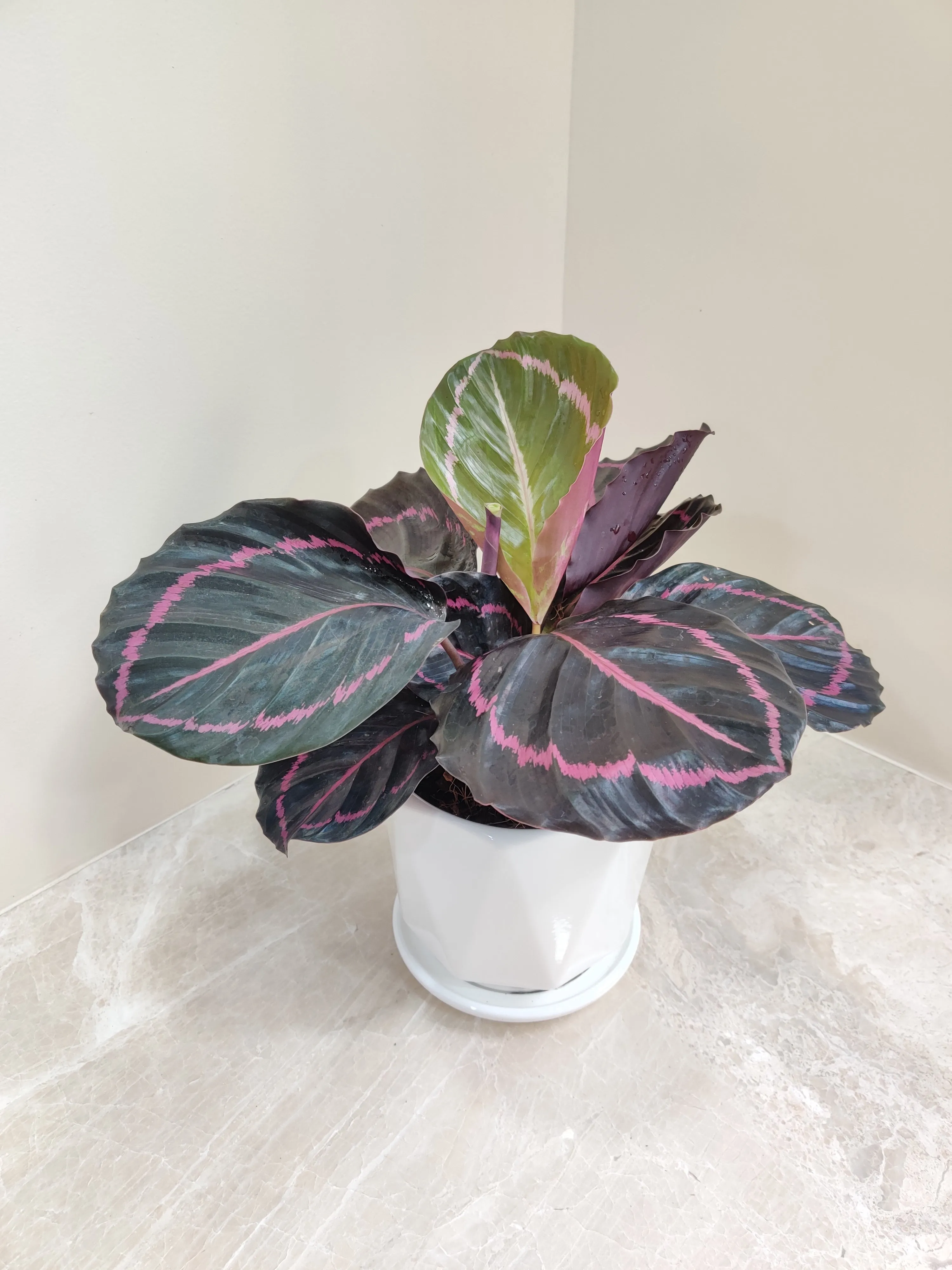 Charming Calathea Dottie - Ideal Corporate Gift