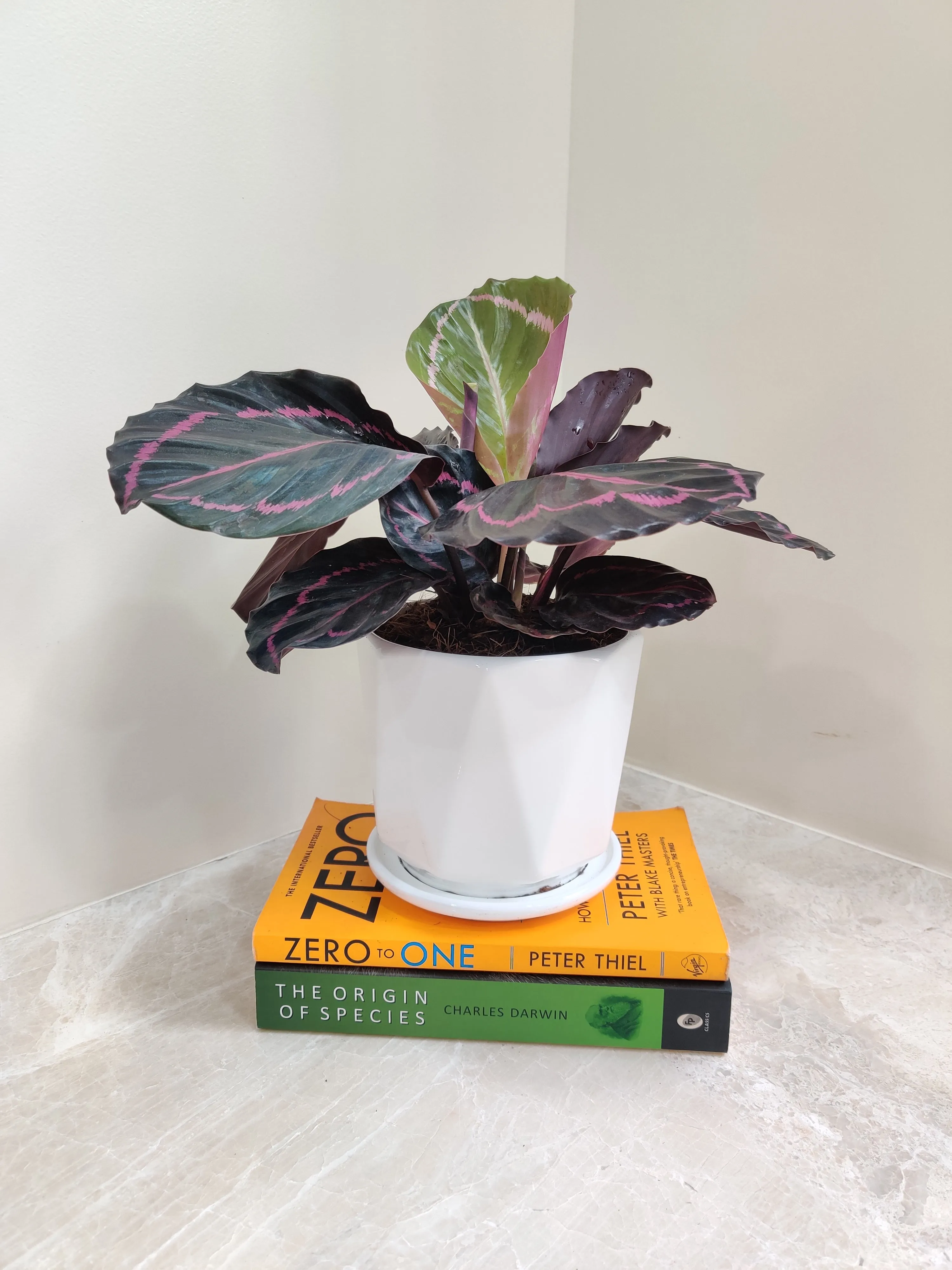 Charming Calathea Dottie - Ideal Corporate Gift