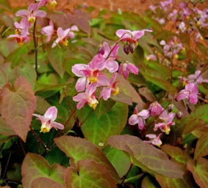 Epimedium x cantabrigiense