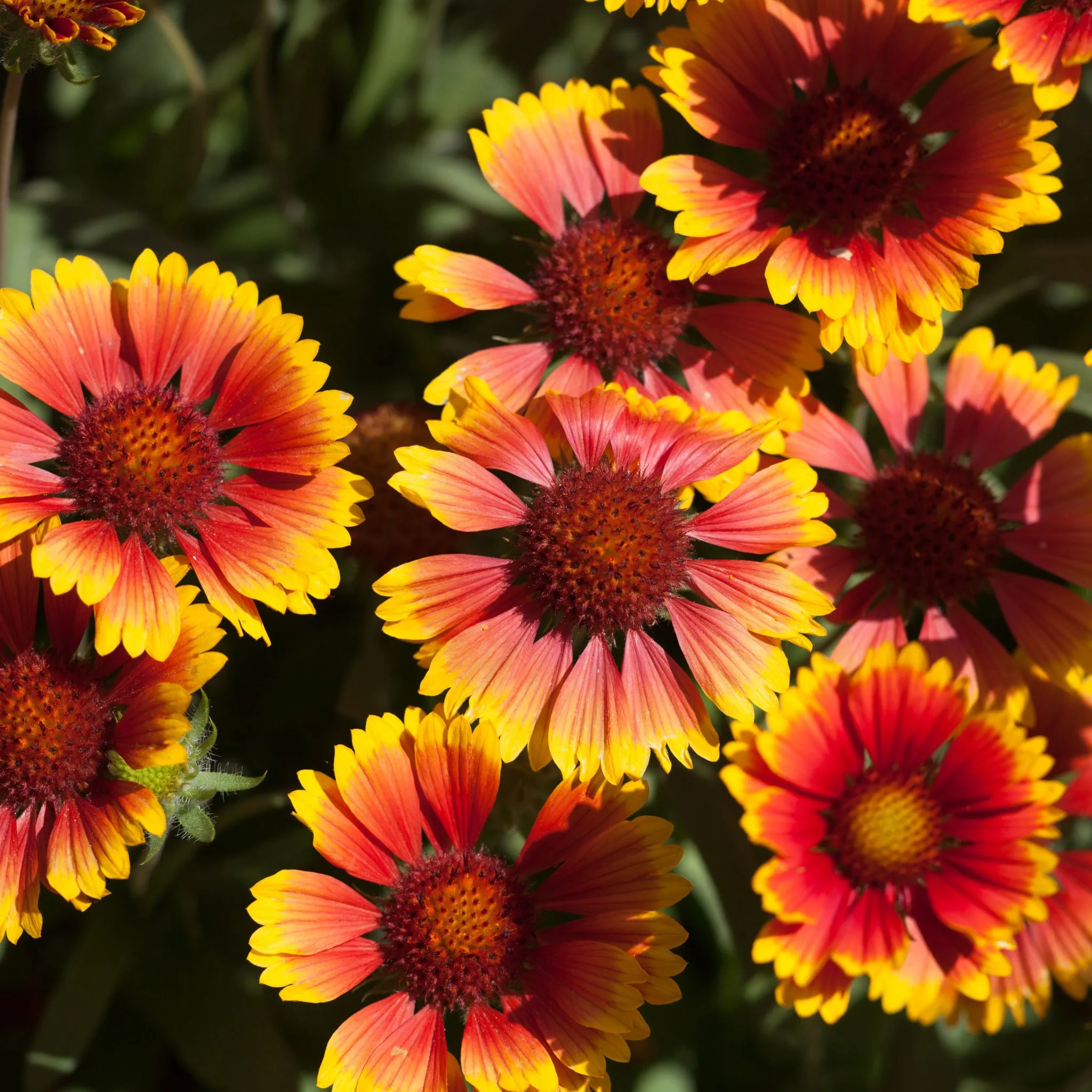 Gaillardia 'Arizona Sun' 9cm/2L