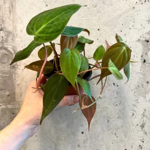 Micans Philodendron