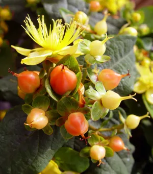 Pumpkin St. Johns Wort